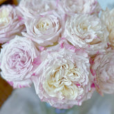 Bella Linda Fairy Rose-仙女琳达|Spanish Cut Rose -Pre-Sale